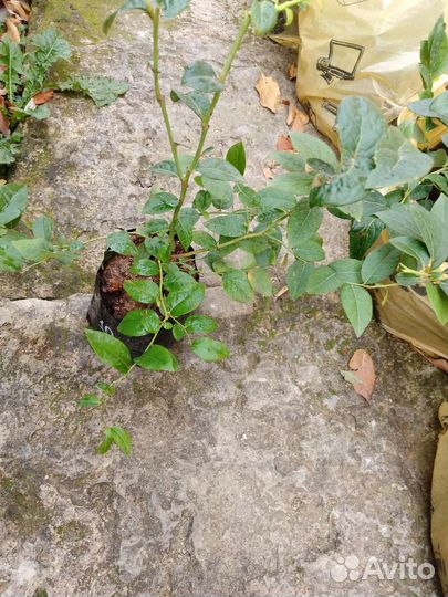 Саженцы голубики