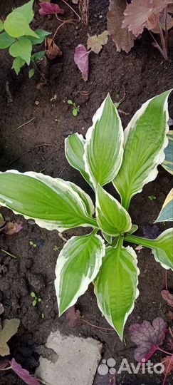 Хоста 2 сортов