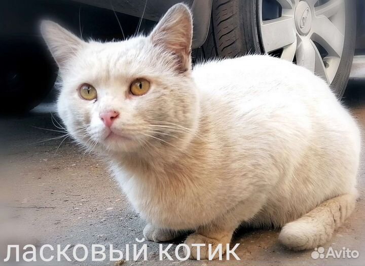 Два породных белых Он и Она на грани выживания