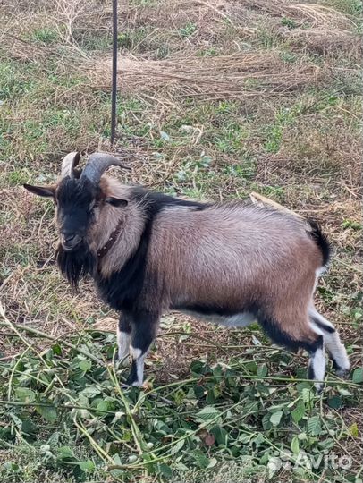 Козы пигмеи, карликовые козы, камерунские козы