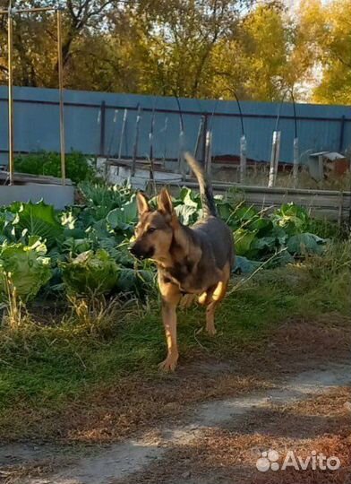 Чарыш ищет хозяина