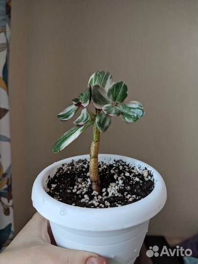 Крассула толстянка