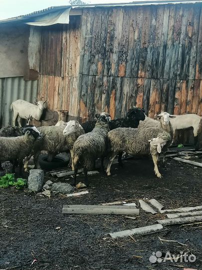 Овцы бараны козы
