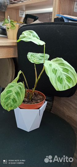 Маранта, Хойя, калатея