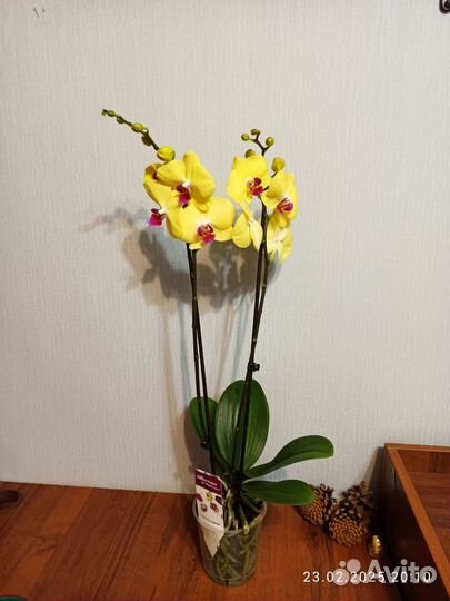 Орхидея фаленопсис, 2 ствола