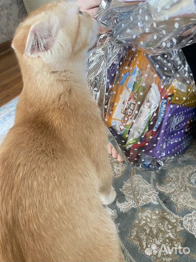Кот на вязку