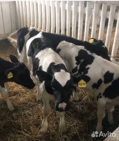 Бычки и телята