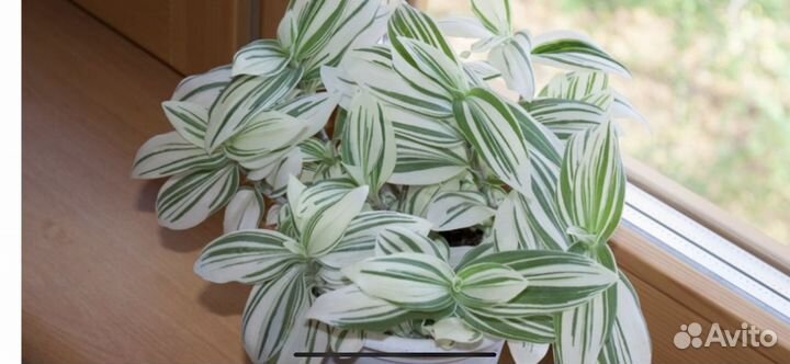 Укорененные черенки сортовых традесканций