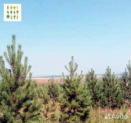 Крупномер сосны