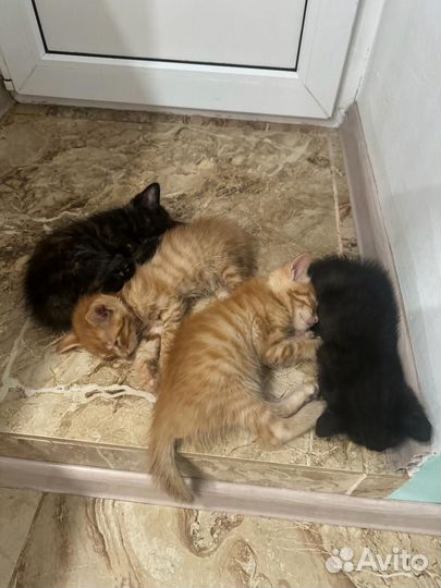 Котята отдам бесплатно