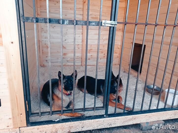 Передержка собак