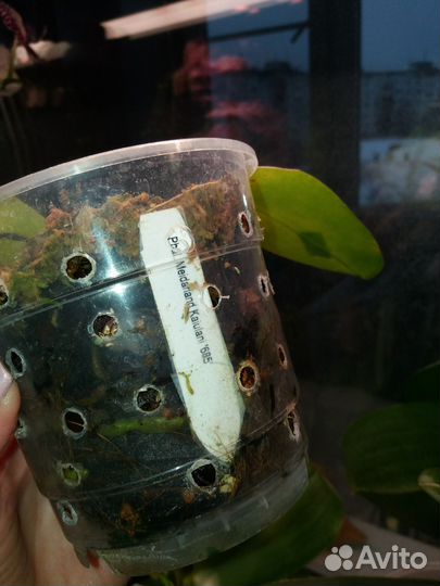 Орхидея фаленопсис пень Каюлани