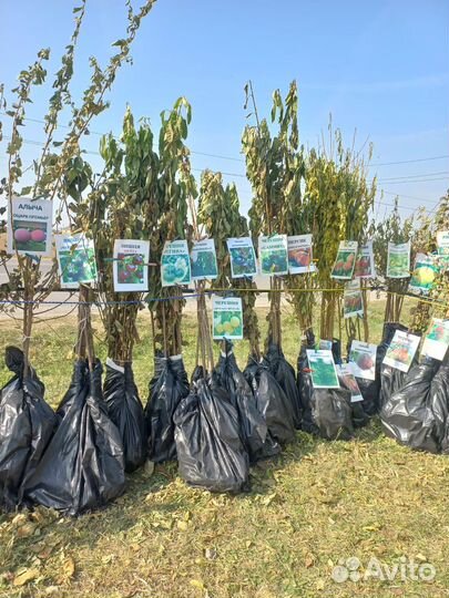 Саженцы