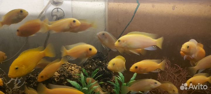 Аквариумные рыбки, Цихлиды, Еллоу