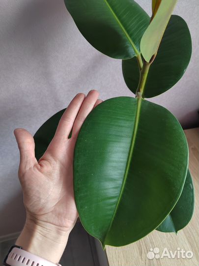 Фикус робуста