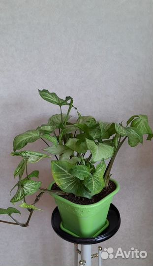 Сингониум Батерфляй