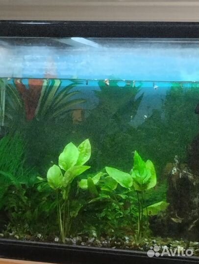 Аквариум