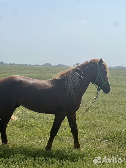 Жеребец тяжеловоз