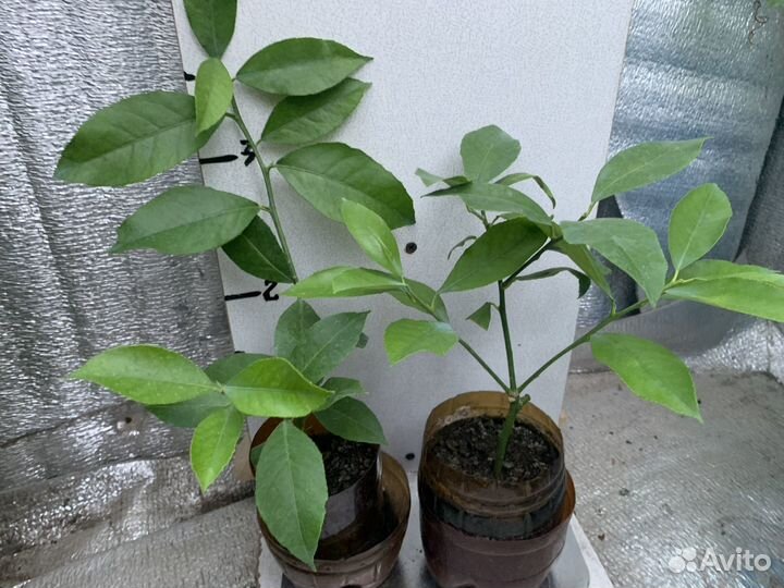 Лимон Новогрузинский