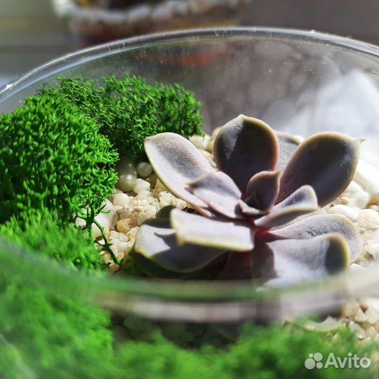 Флорариум мини с суккулентами на заказ