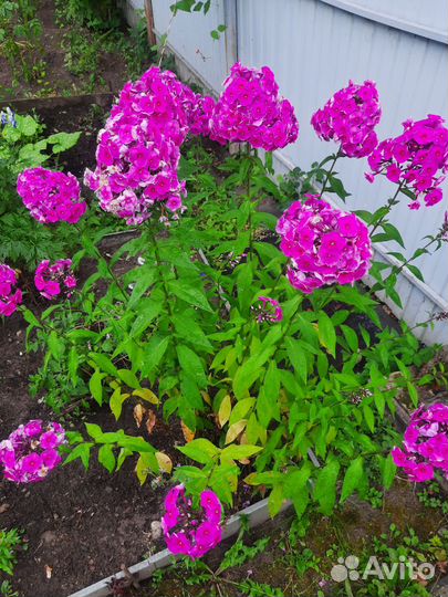 Флоксы многолетние