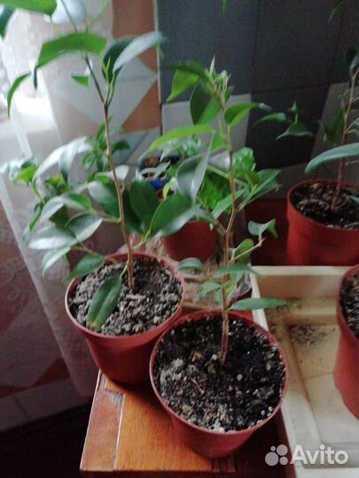 Фикус каучук. Фикус Бенджамина