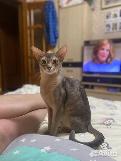 Абиссинский кот