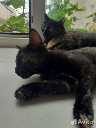 Молодые кошечки в добрые руки