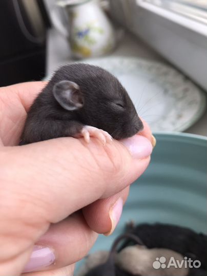 Крысята дамбо вельветин стандарт