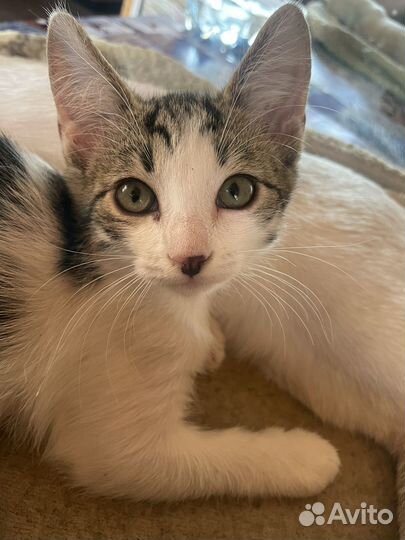 Отдам котенка