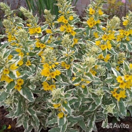 Многолетние цветы