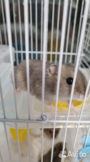 Клетка с 3 хомяками