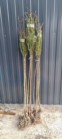 Роза на штамбе