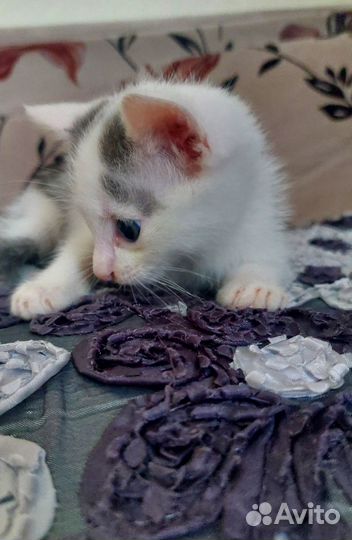 Котенок в добрые руки