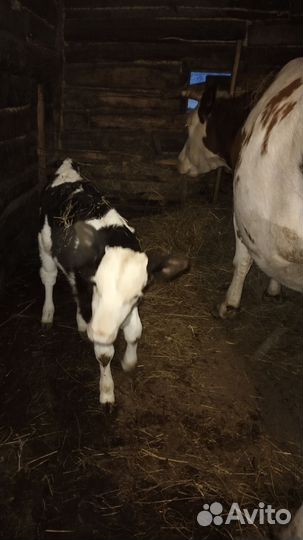 Телята телки