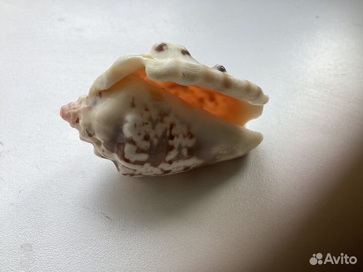 Набор ракушек