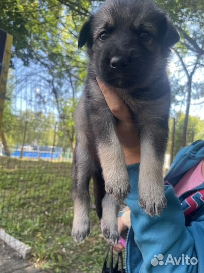 Щенок в добрые руки