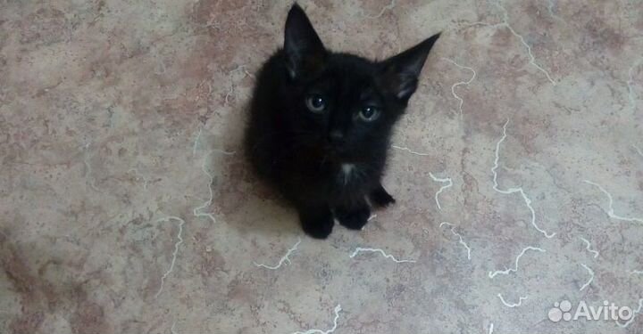 Чернышки-малыши