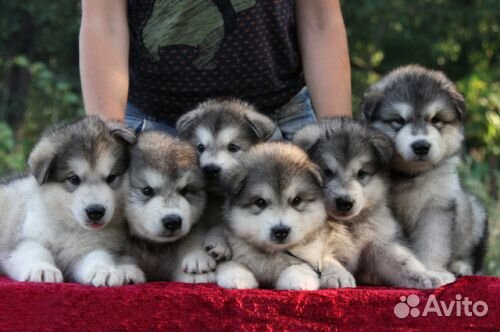 Щенки овчарок, маламутов и компания