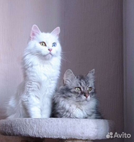 Котик Сильвер в добрые руки