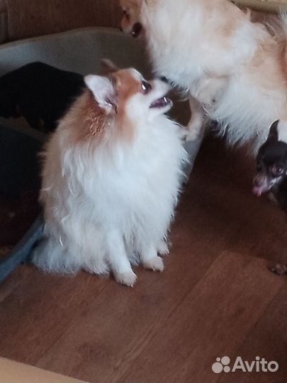 Немецкий щпиц