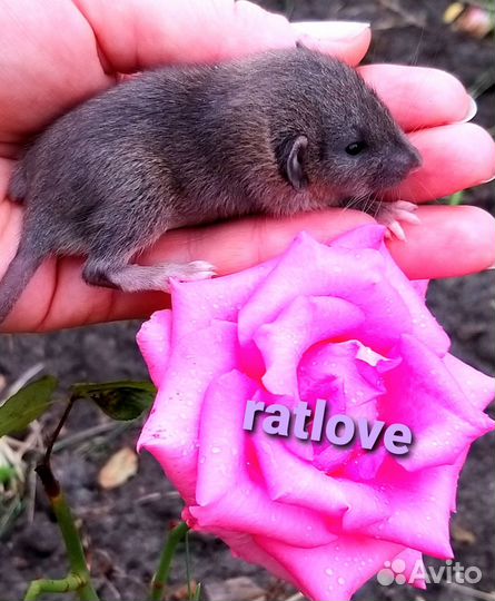 Крысята дамбо агути