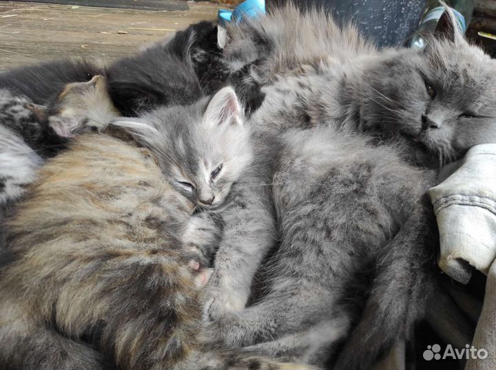 Кошка в дар бесплатно