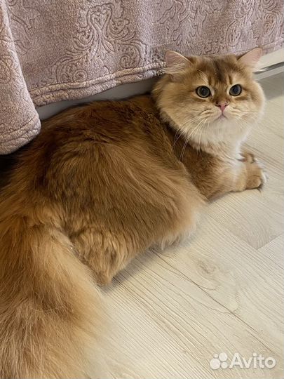 Британский кот золотая шиншилла