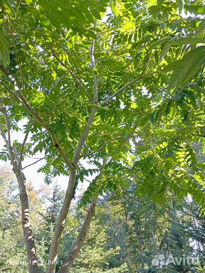 Маньчжурский орех