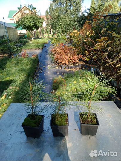 Саженцы кедра - сосны кедровой корейской