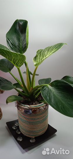 Филодендрон биркин