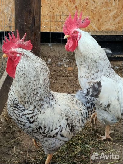 Петухи