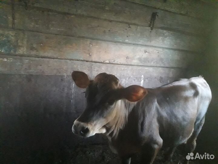 Телка 4 месяца
