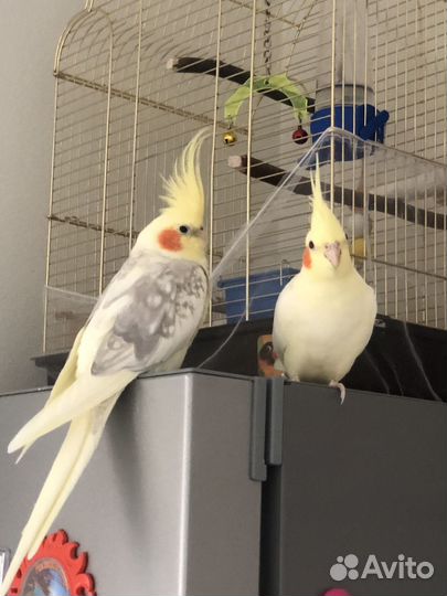 Попугай корелла пара с клеткой
